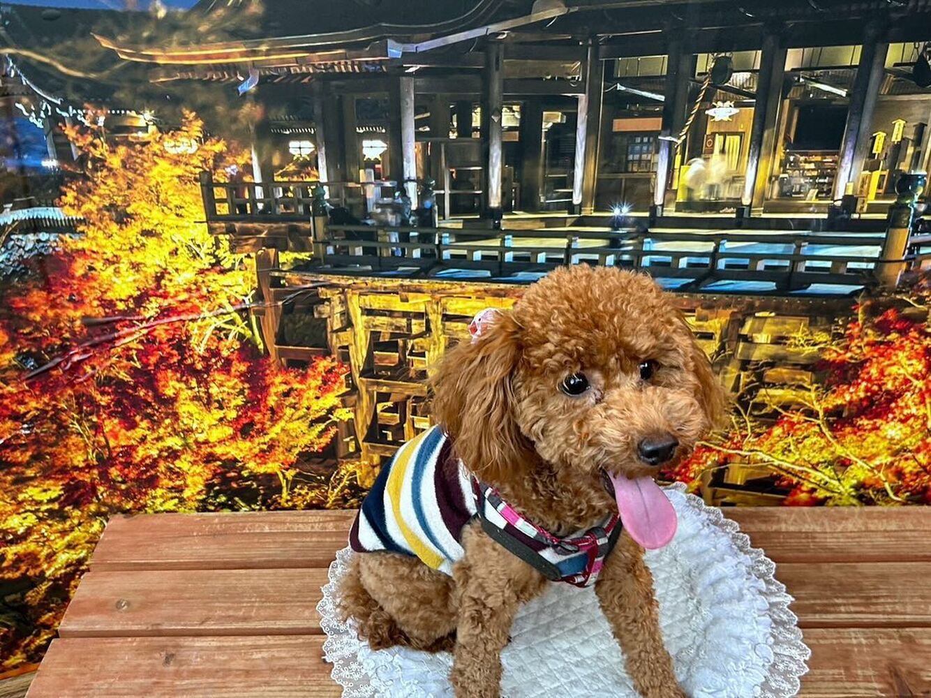 画像29236