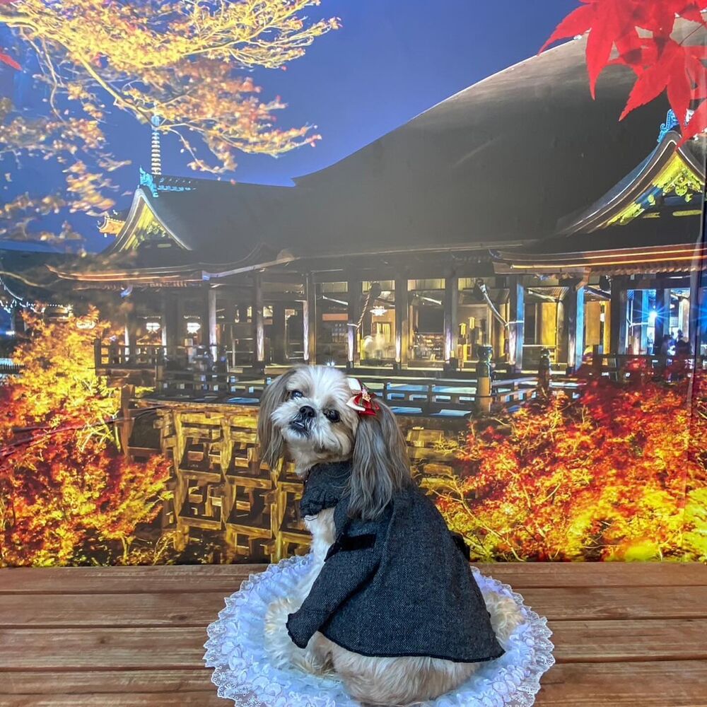 画像29250