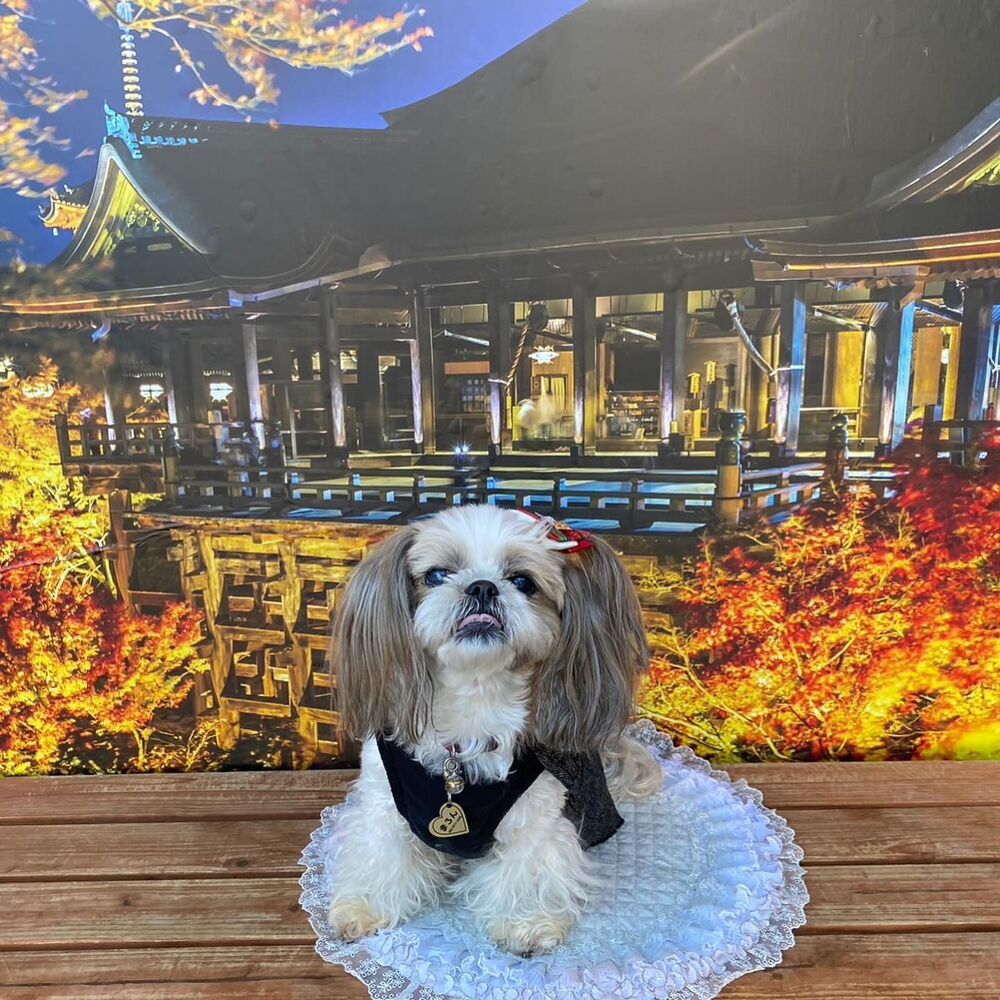 画像29251
