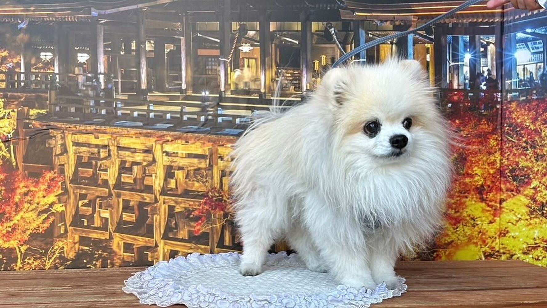 画像29254