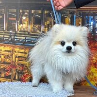 画像29255