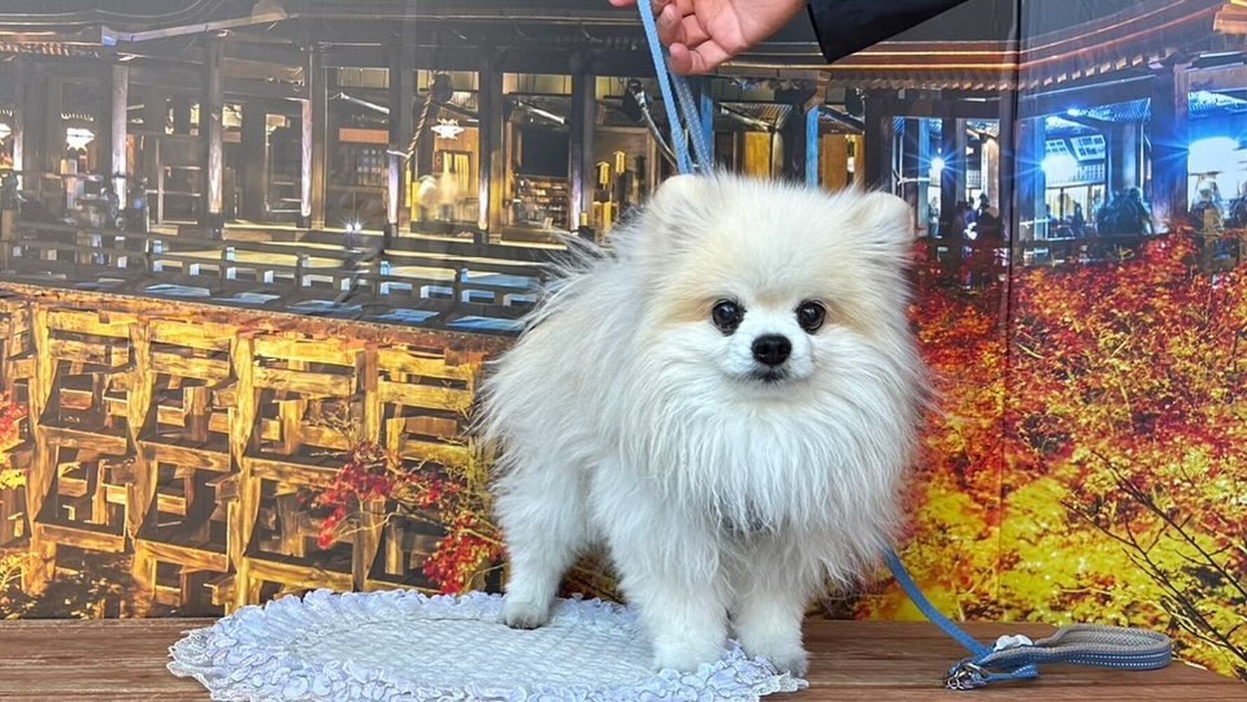 画像29255