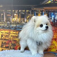 画像29256