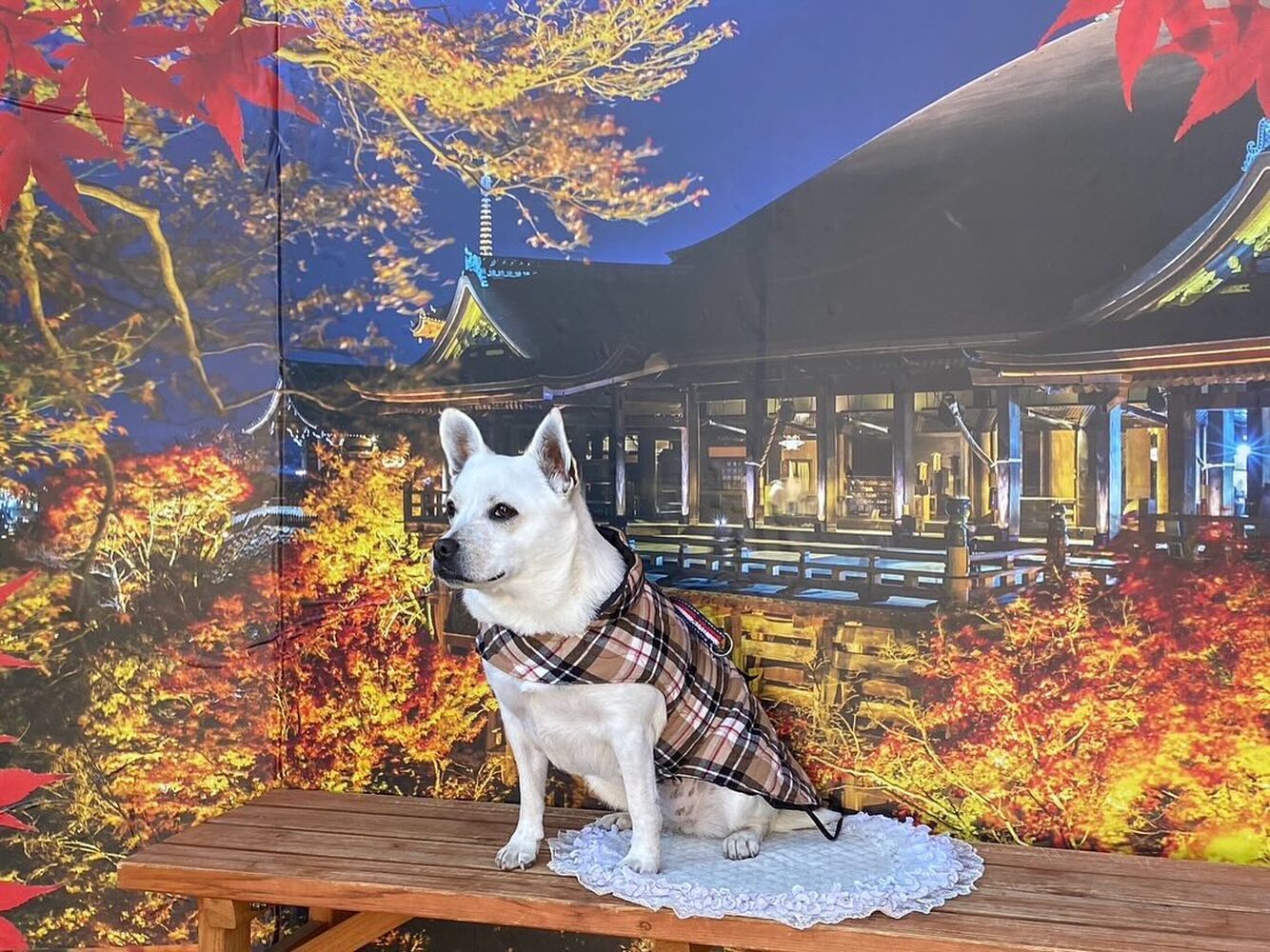 画像29291