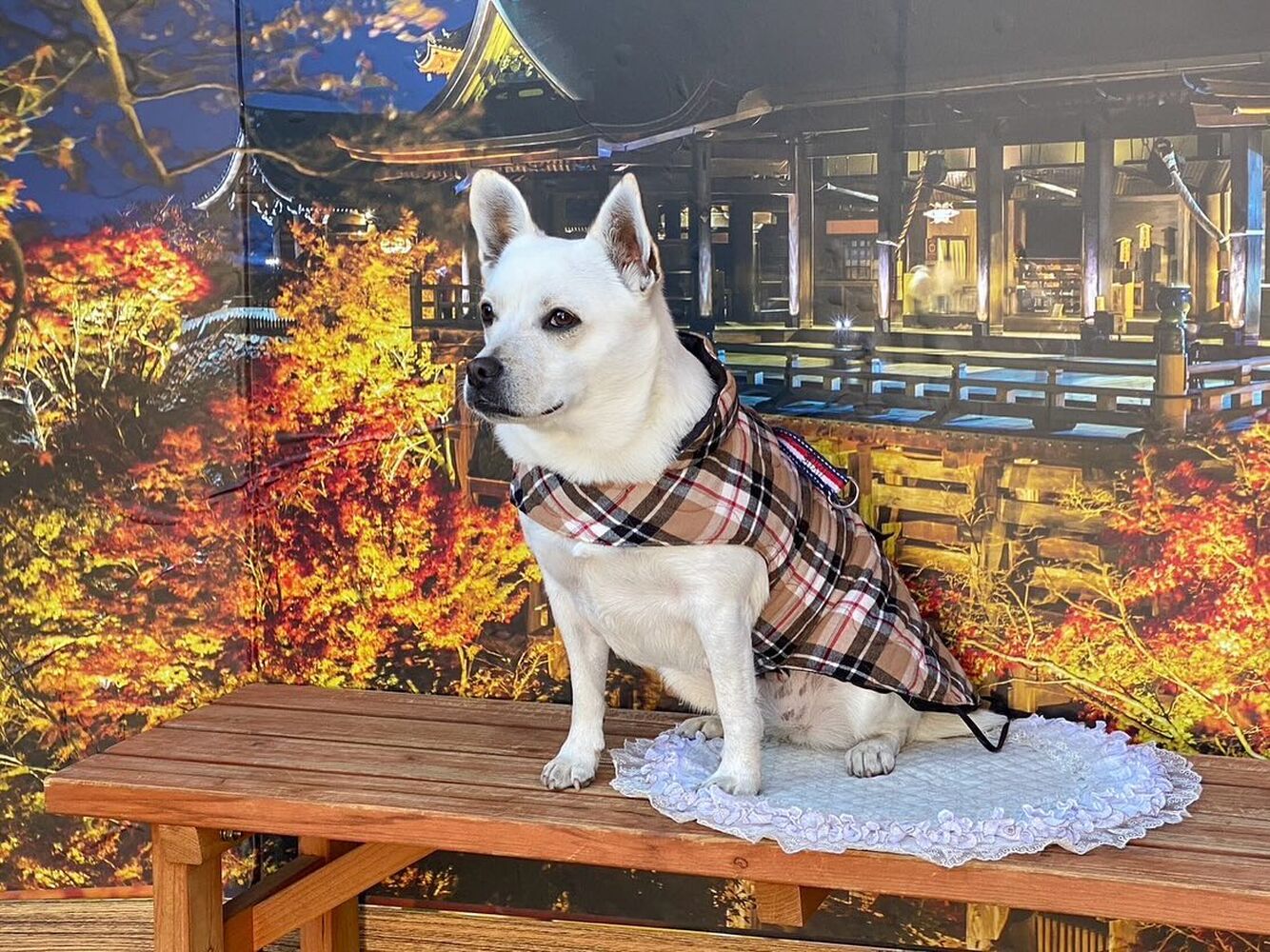 画像29292
