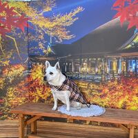 画像29293