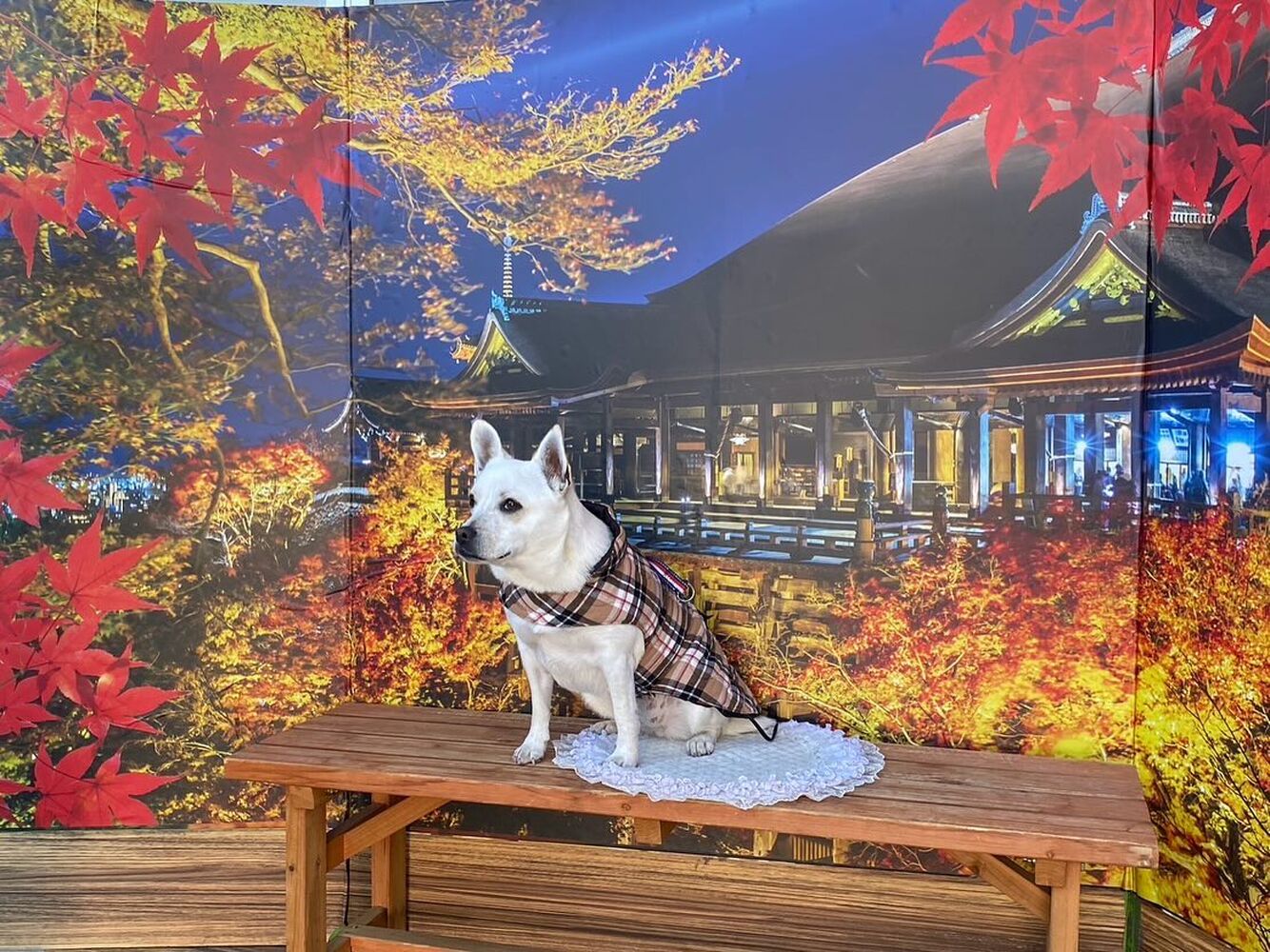 画像29293