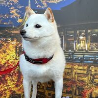画像29301
