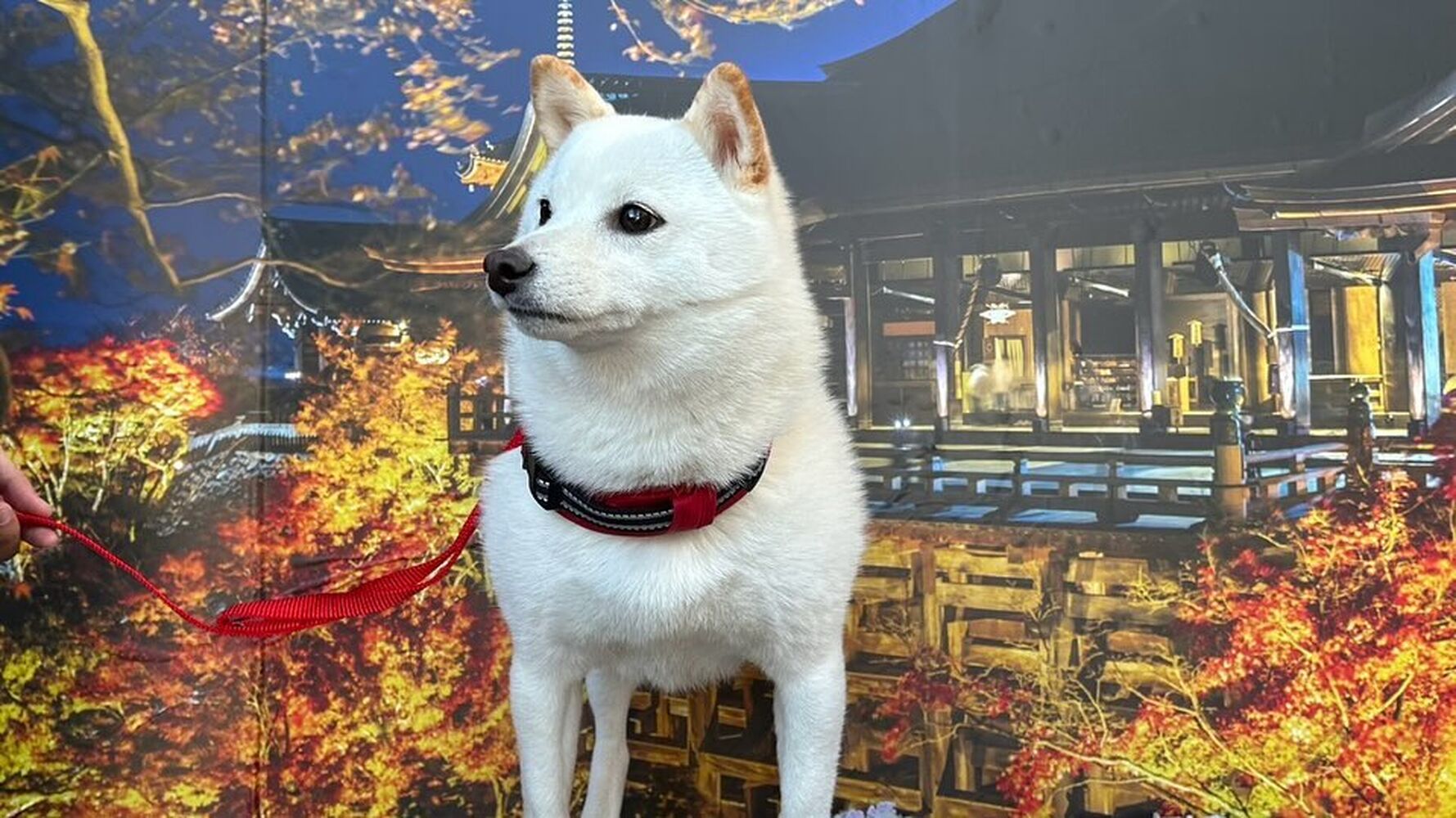 画像29301