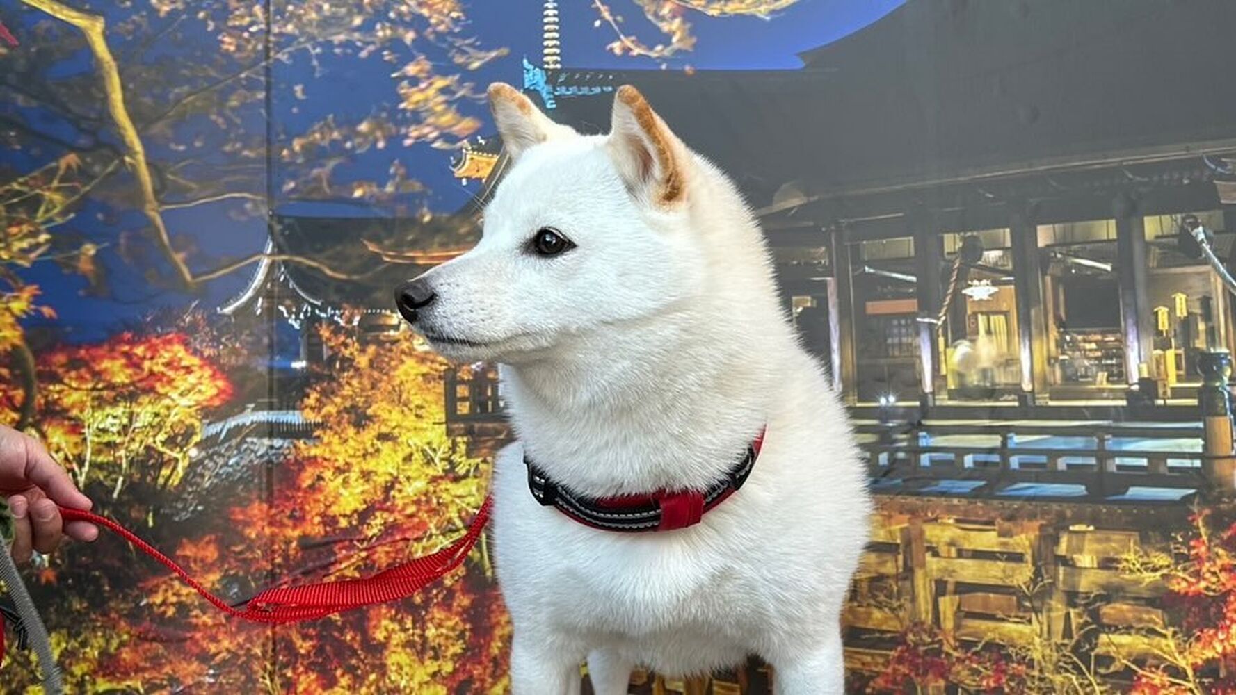 画像29302