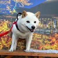 画像29303
