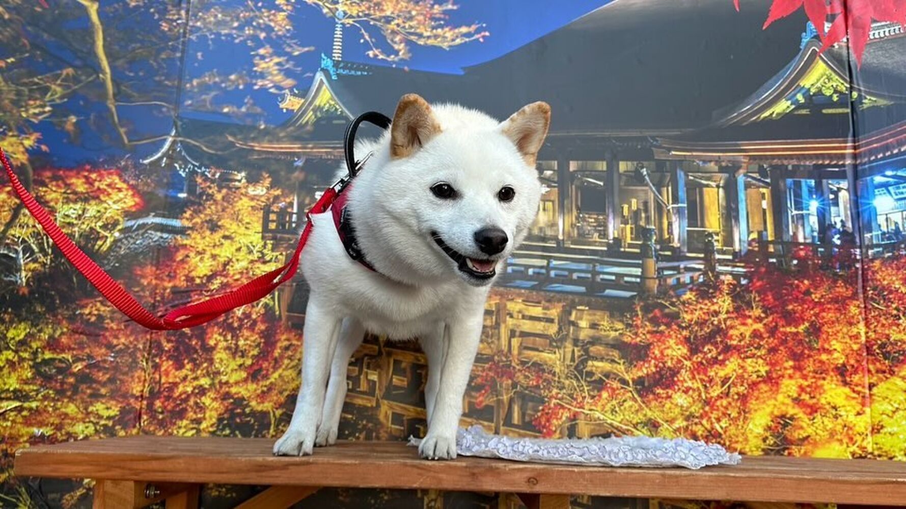 画像29303