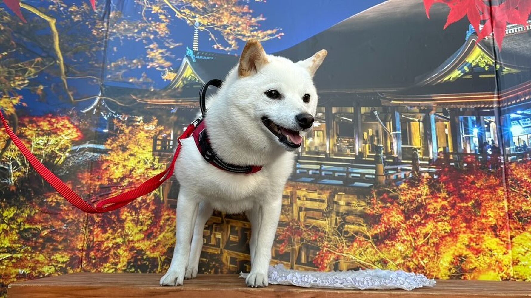 画像29304