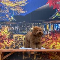 画像29323