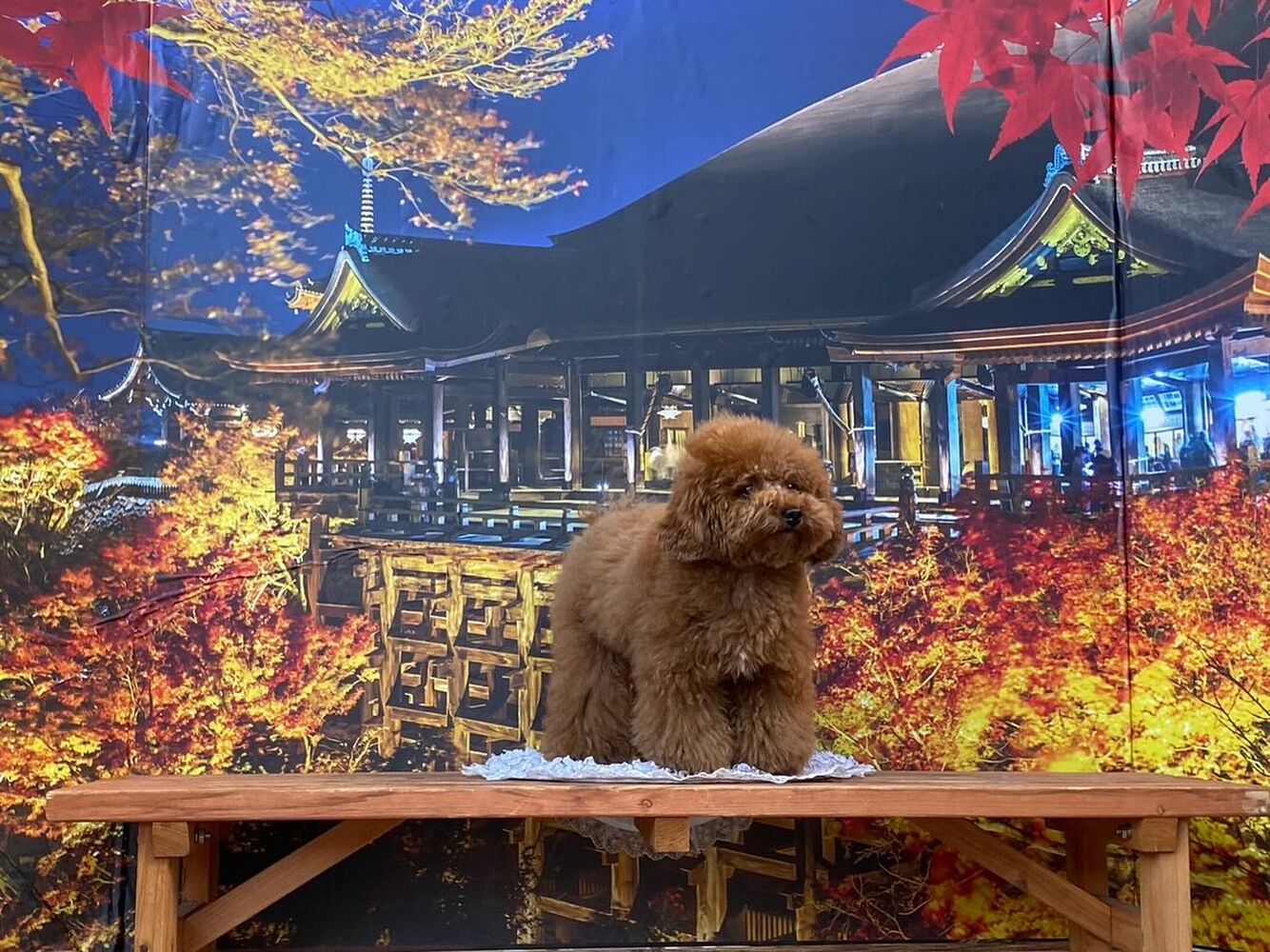 画像29323