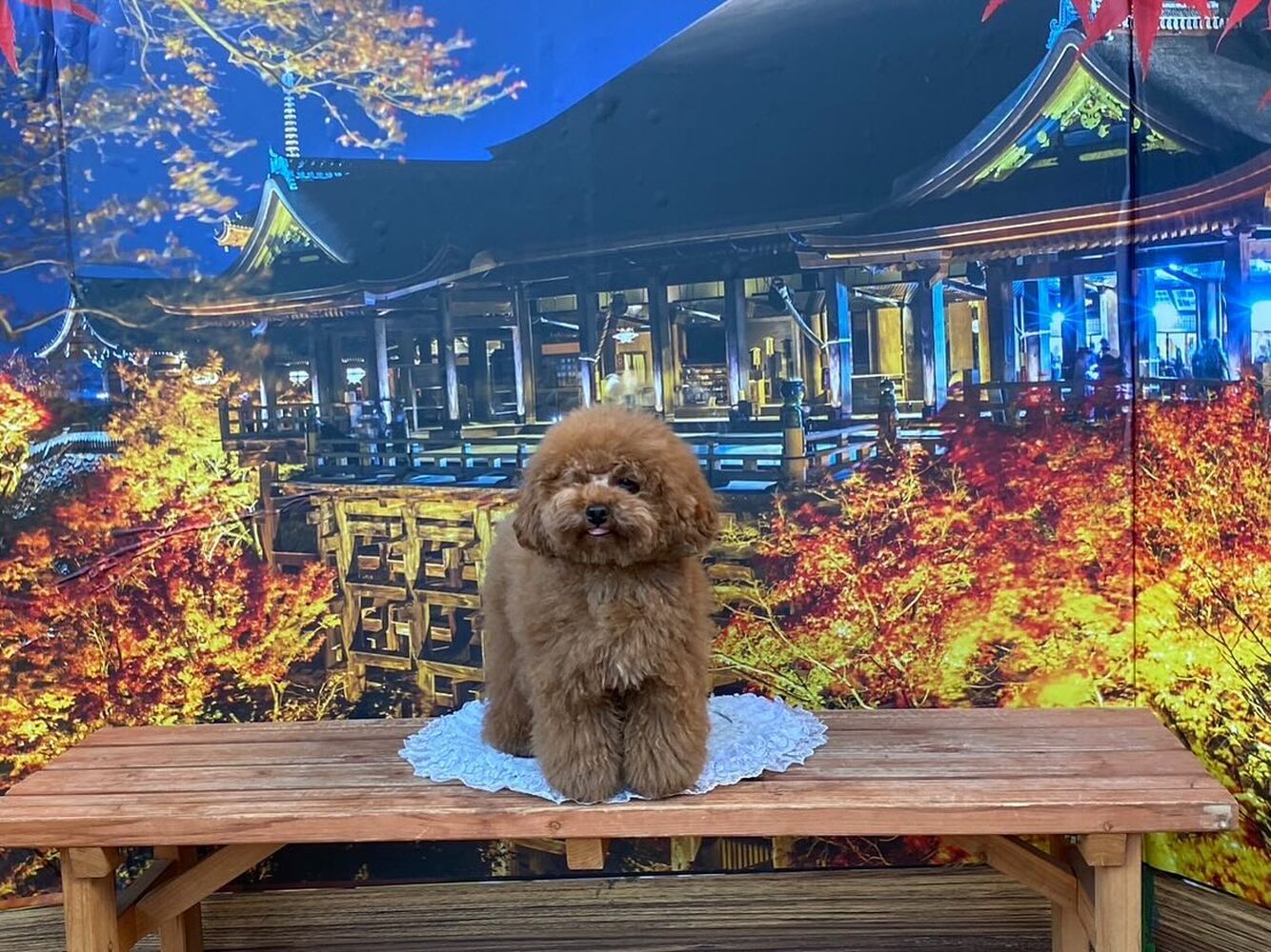 画像29325