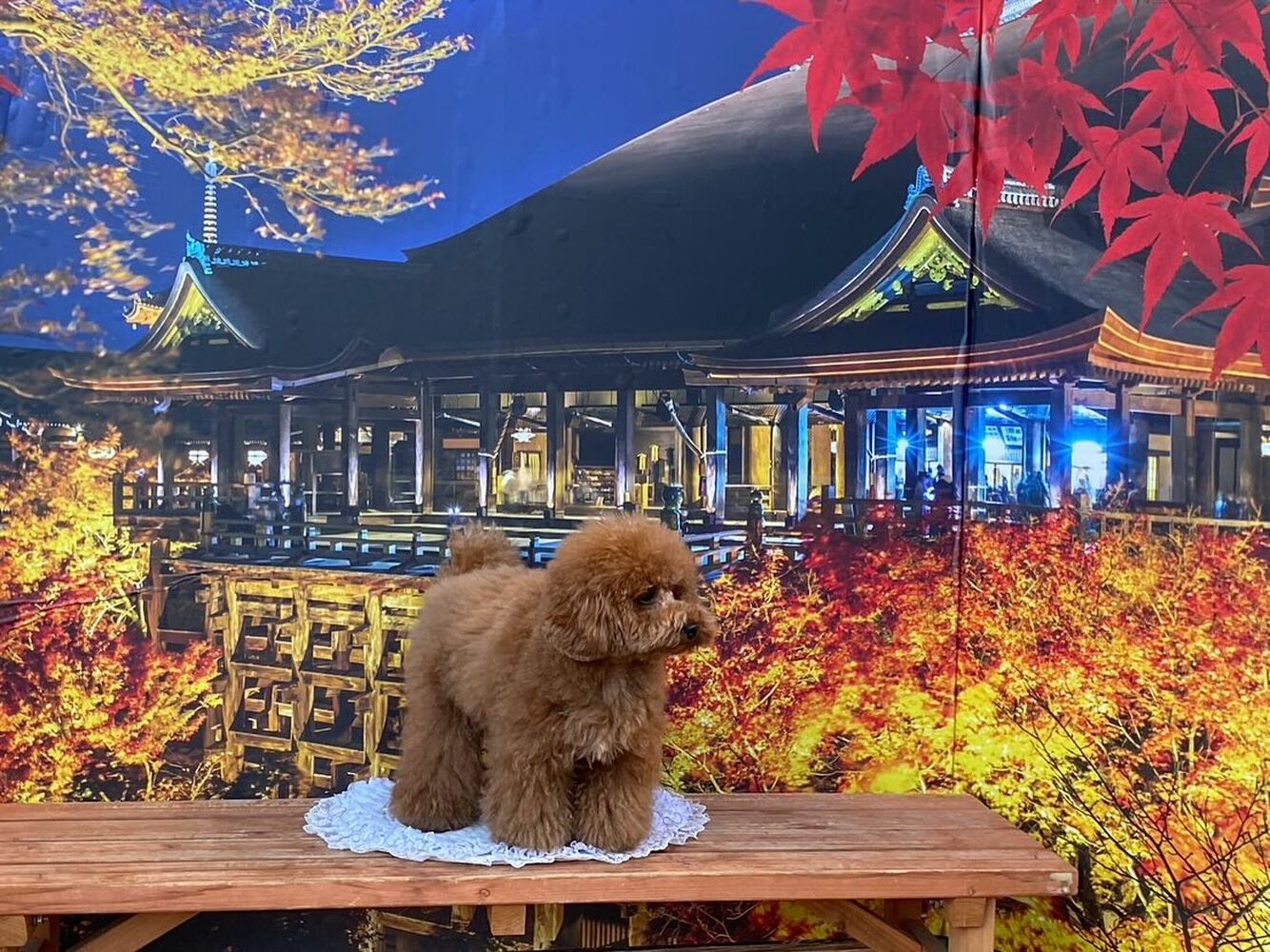 画像29326