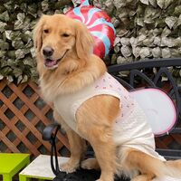 画像29408