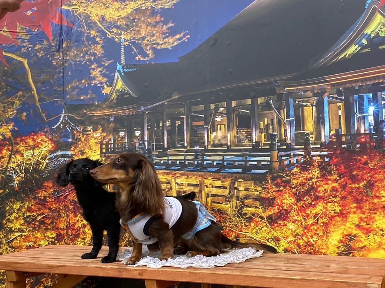 画像29415