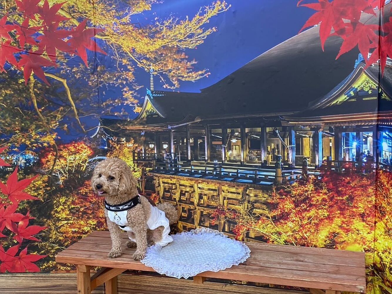 画像29452