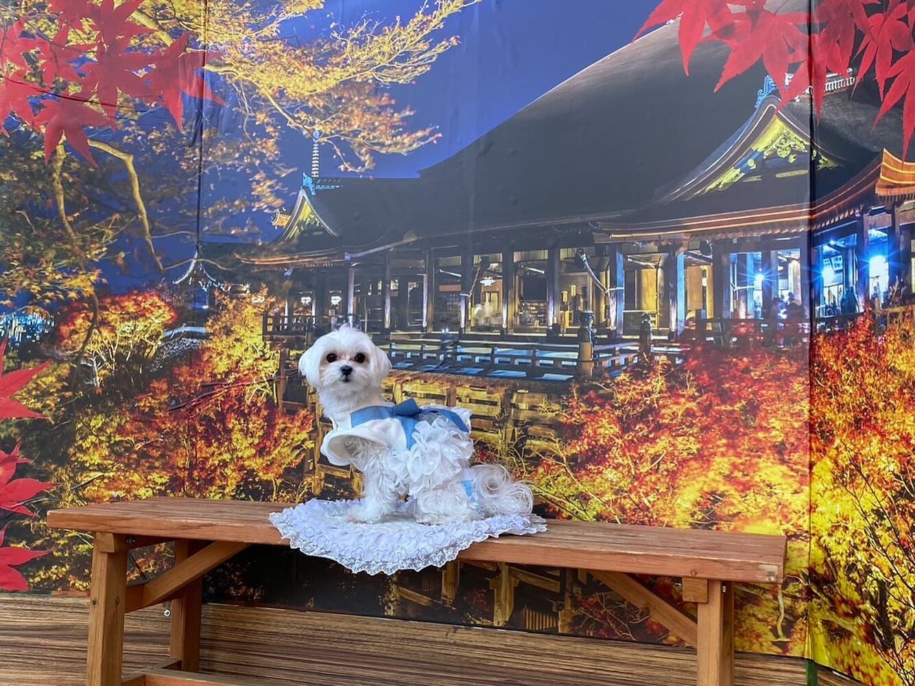 画像29485