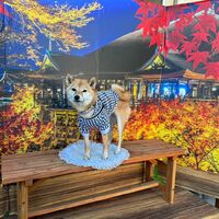 画像29493