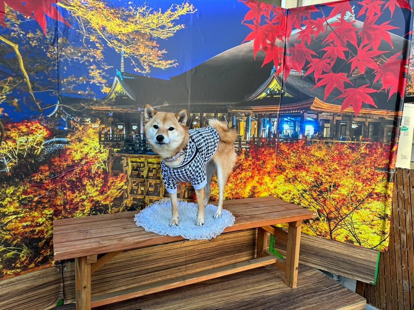 画像29501