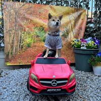 画像29505
