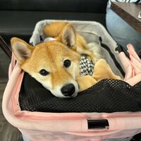 画像29507