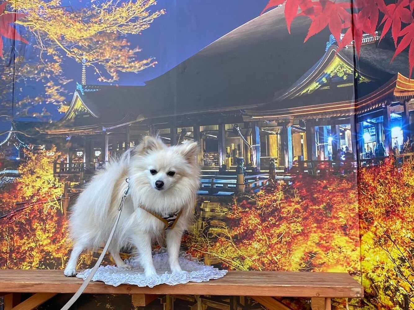 画像29555