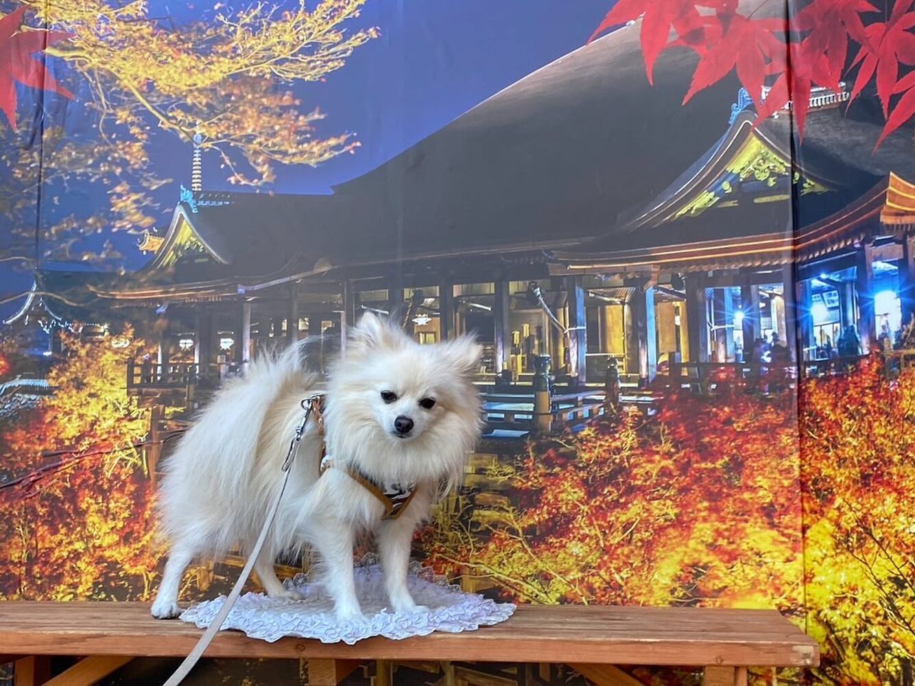 画像29556
