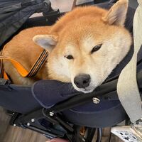 画像29903