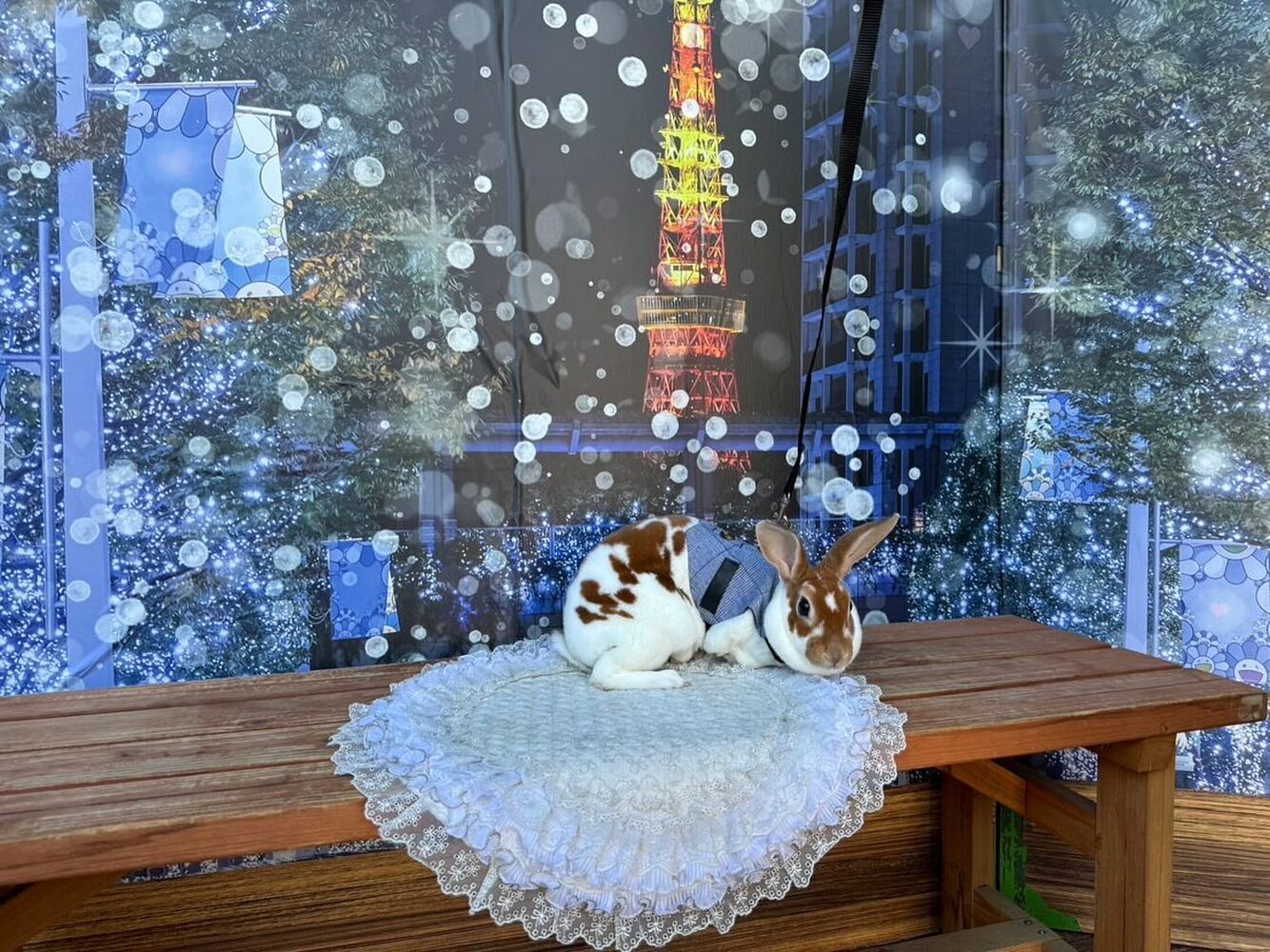 画像29937
