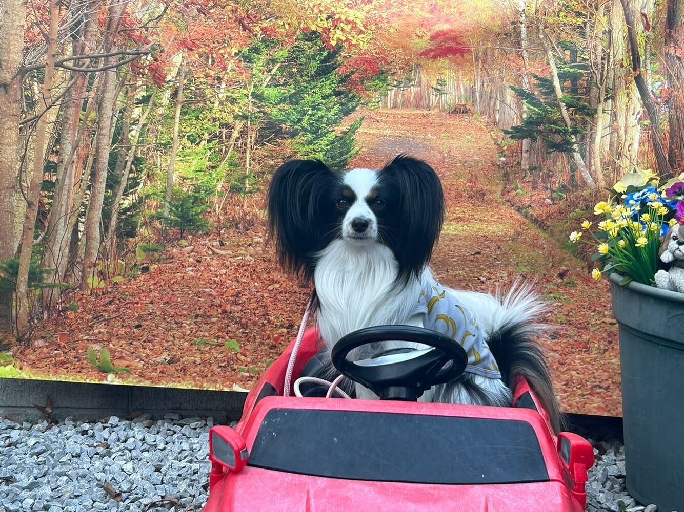 画像30016