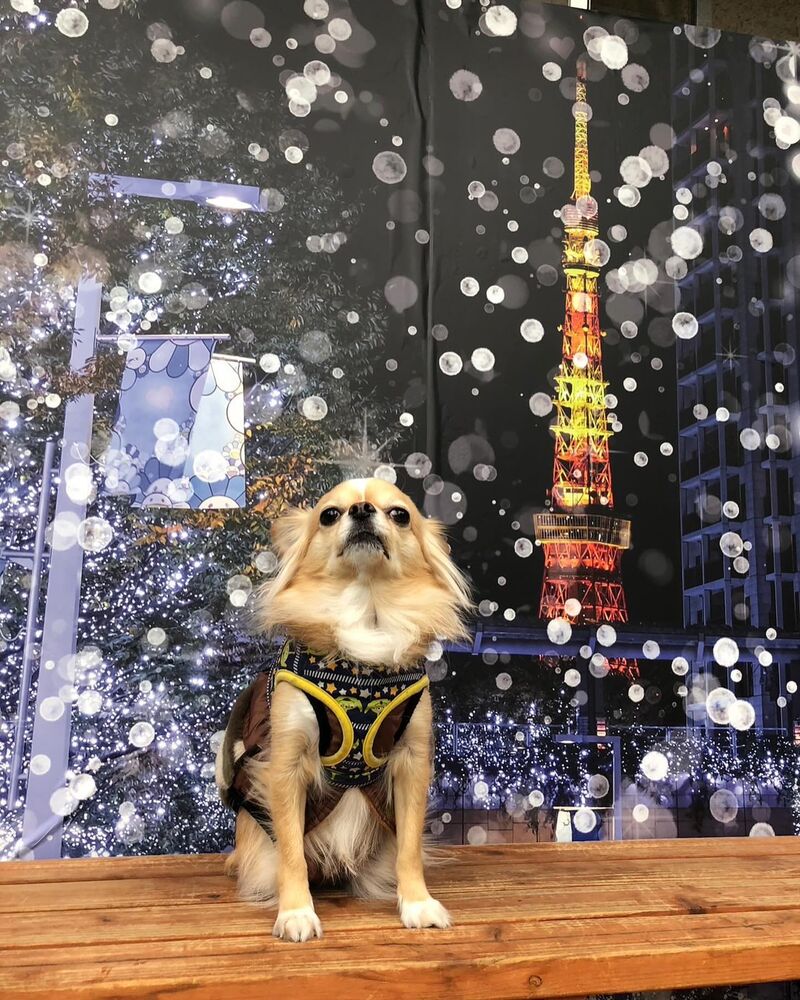 画像30039