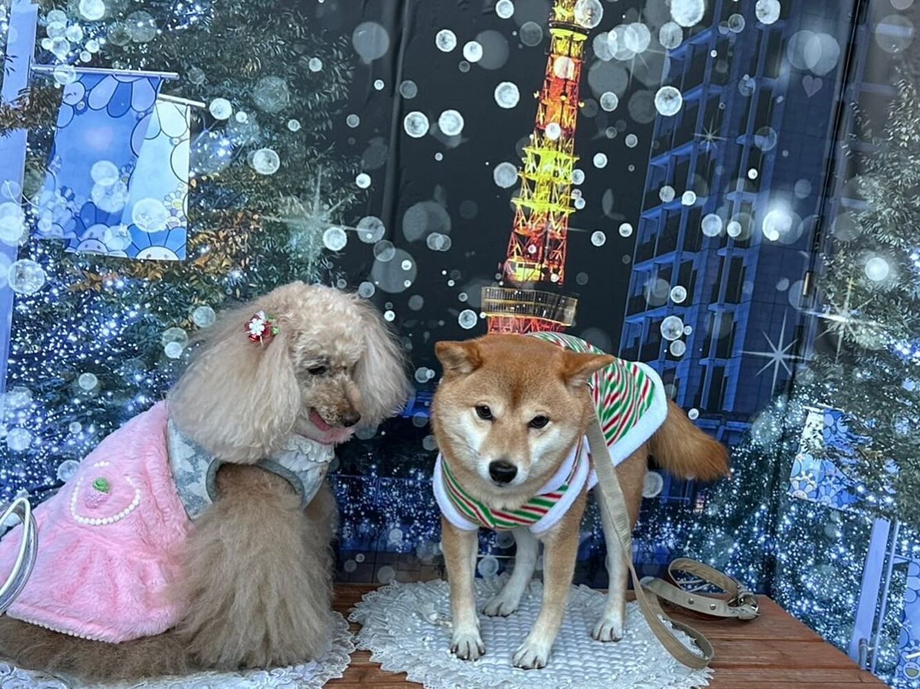 画像30267