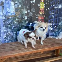 画像30827