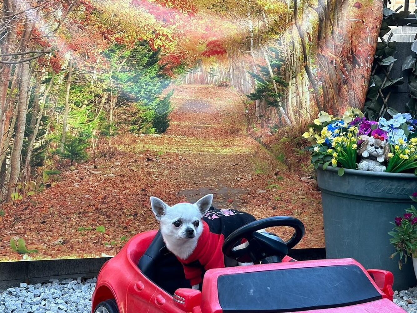 画像31004