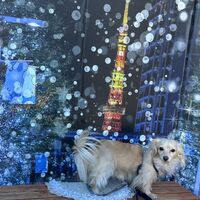 画像31132
