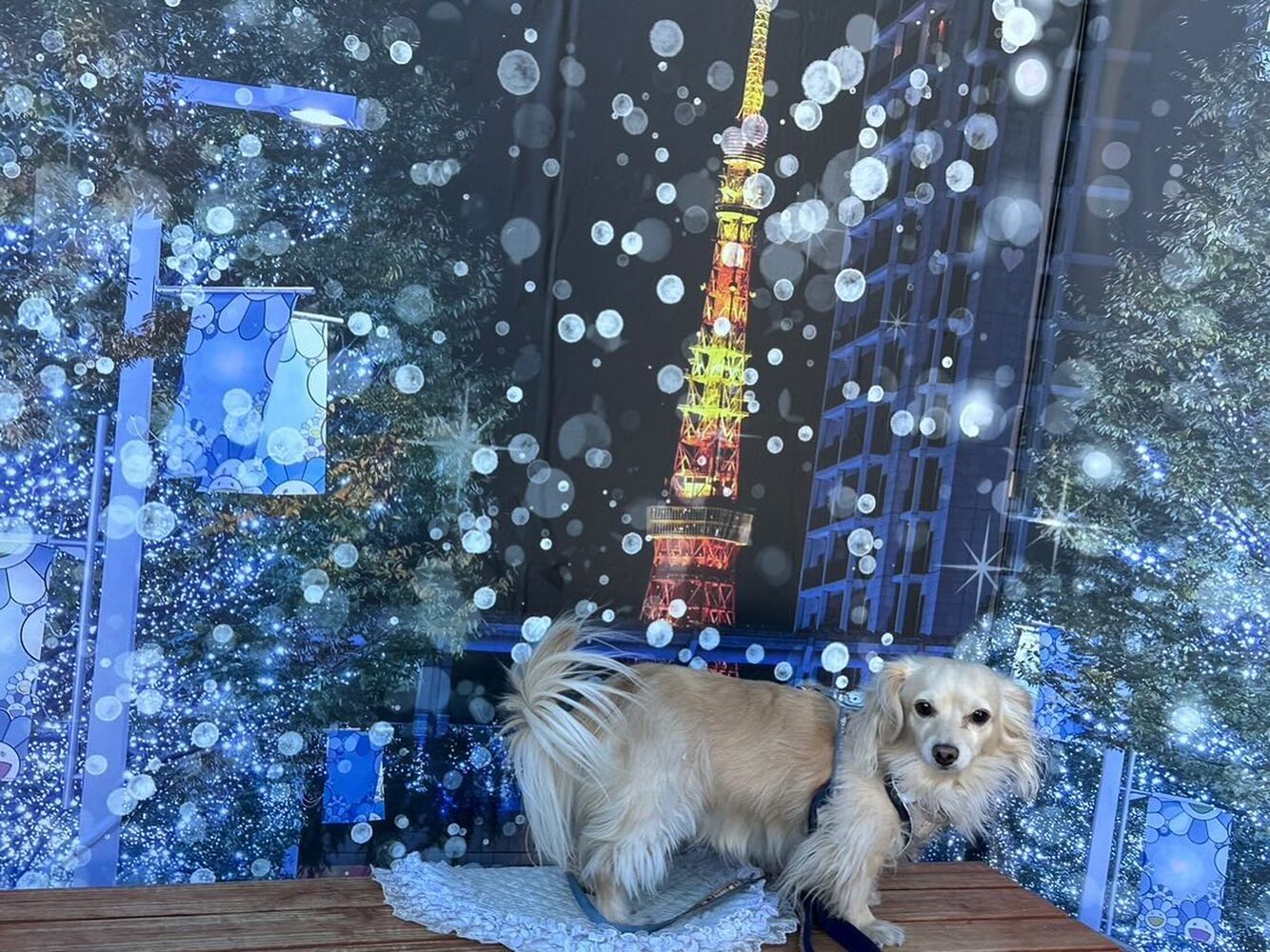 画像31132