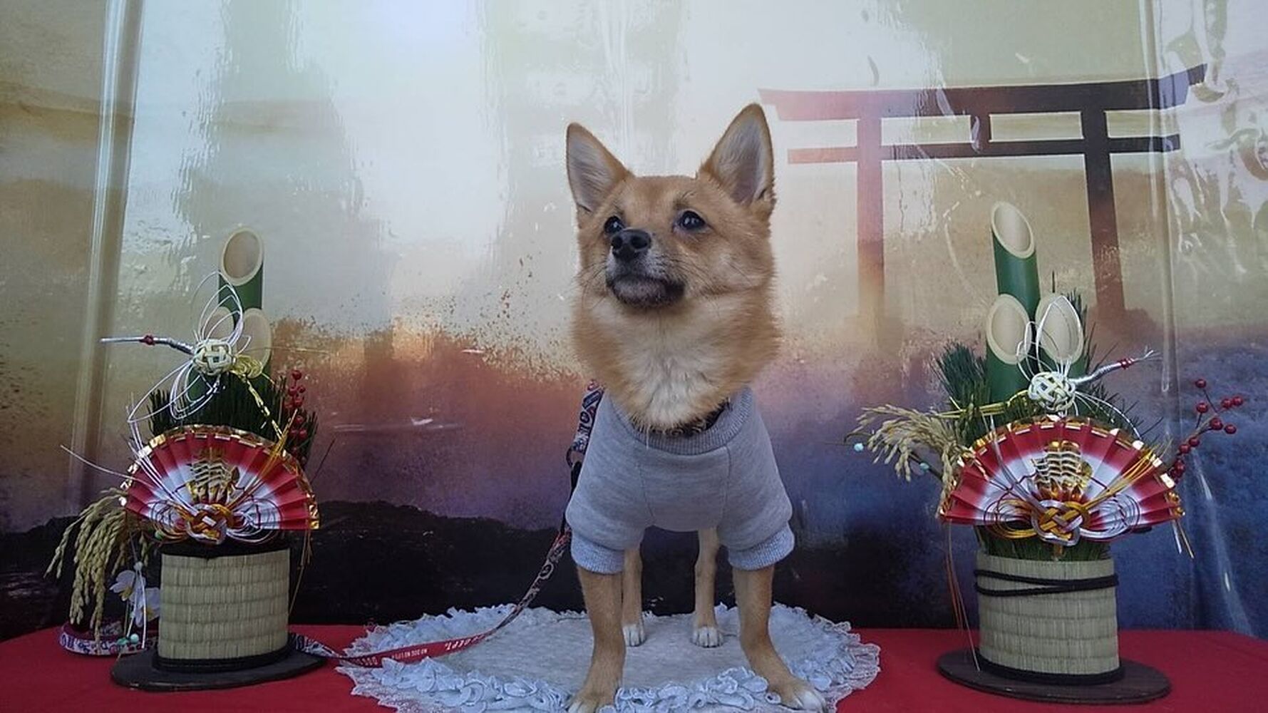 画像31565