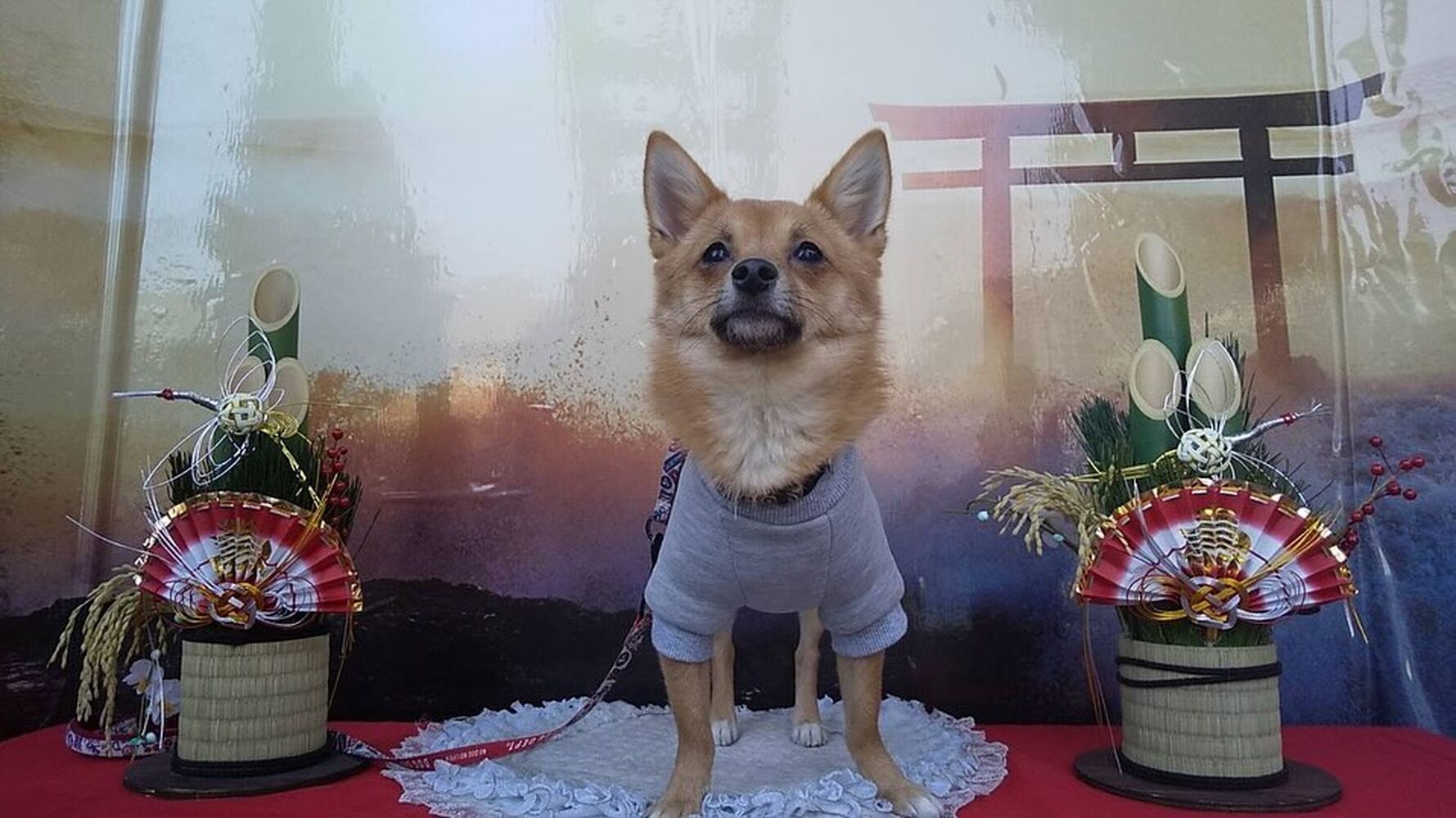 画像31566