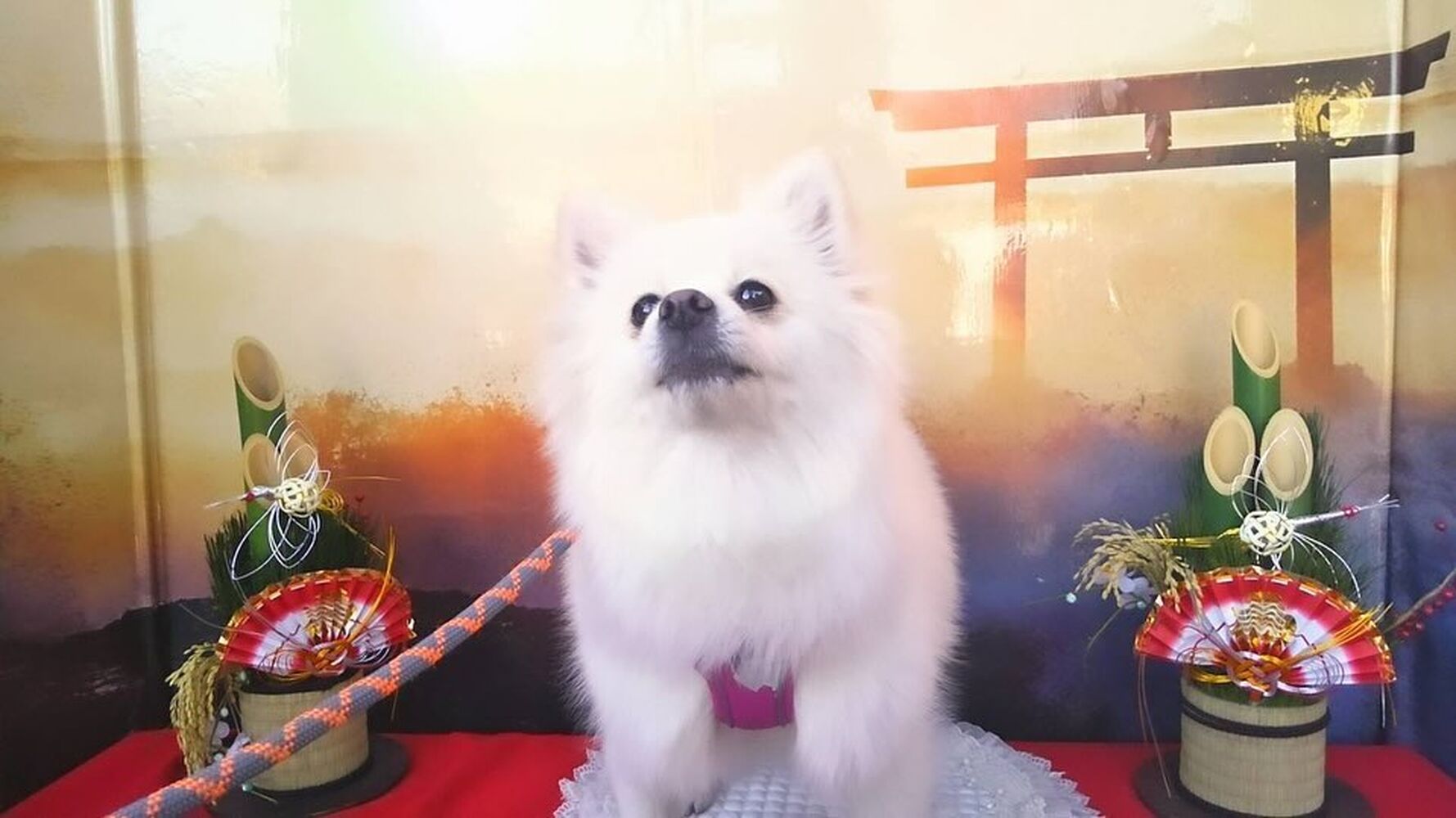 画像31630