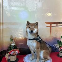 画像32217