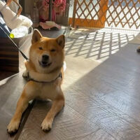 画像32225