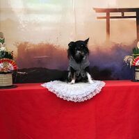 画像32375