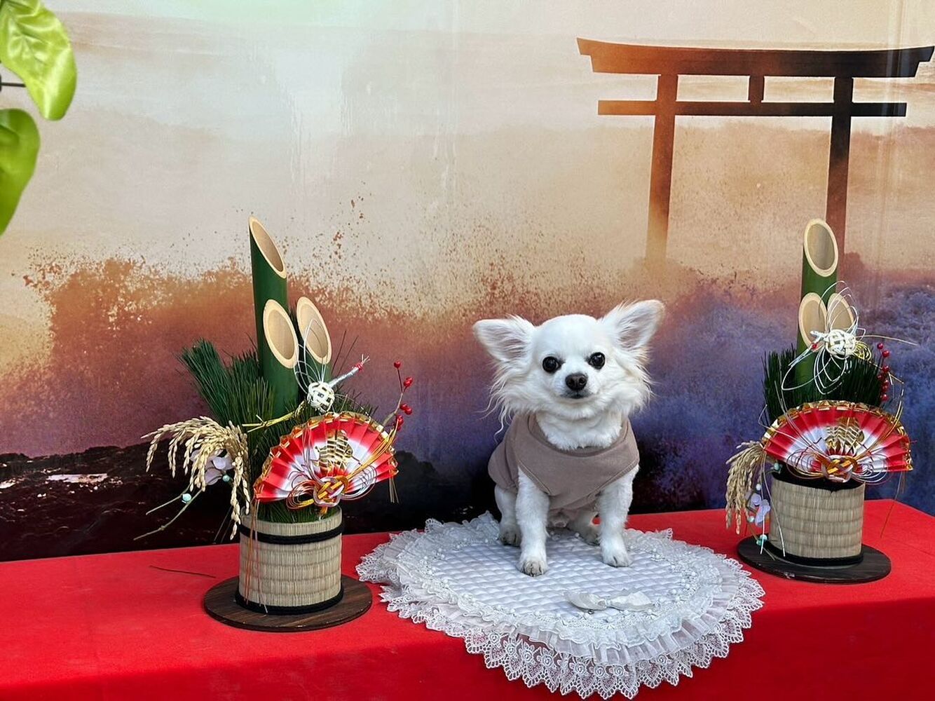画像32531