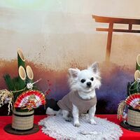 画像32533