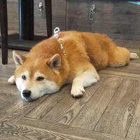 画像32665