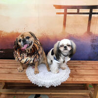 画像33063